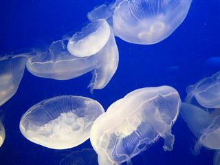 IMG_0965m.jpg