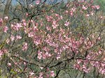 027_R.JPG