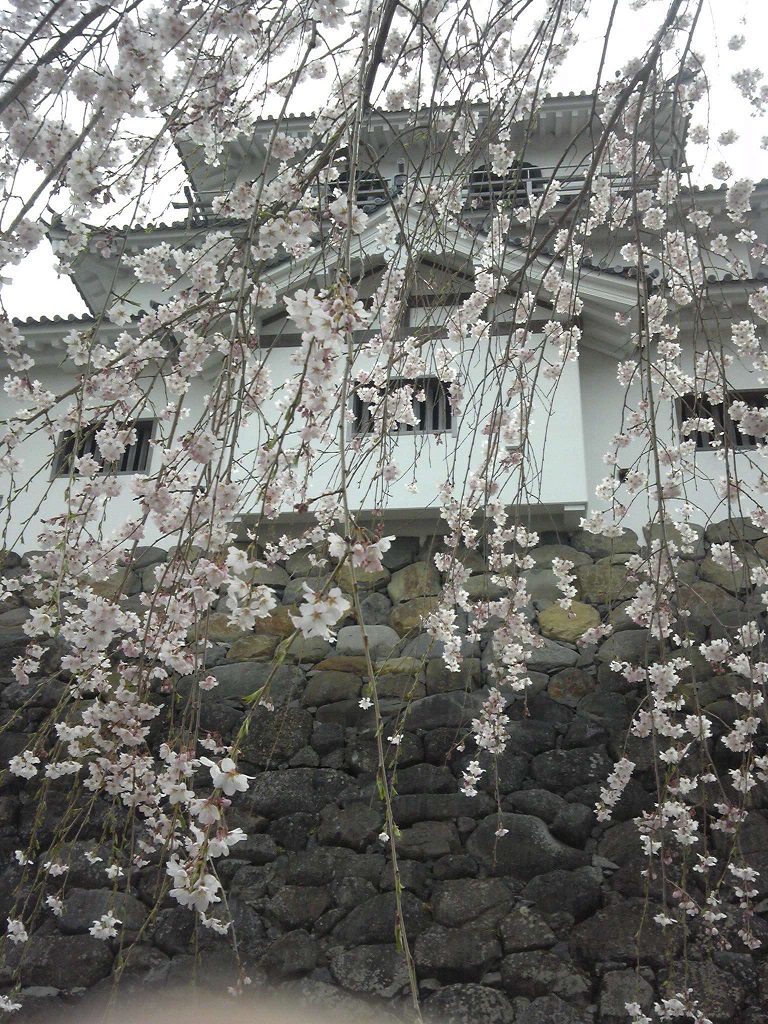白石城の桜でお花見画像2