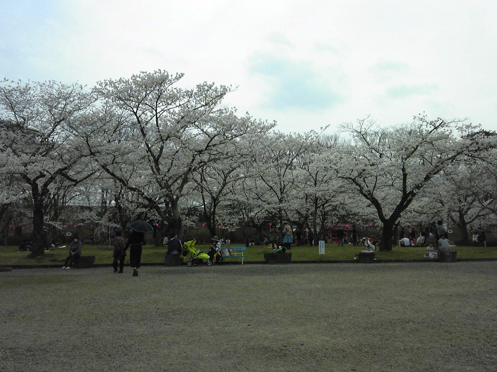 白石城の桜でお花見画像3