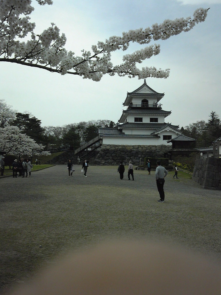 白石城の桜でお花見画像4