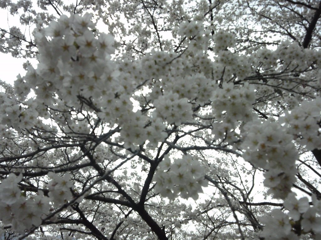 白石城の桜でお花見画像5