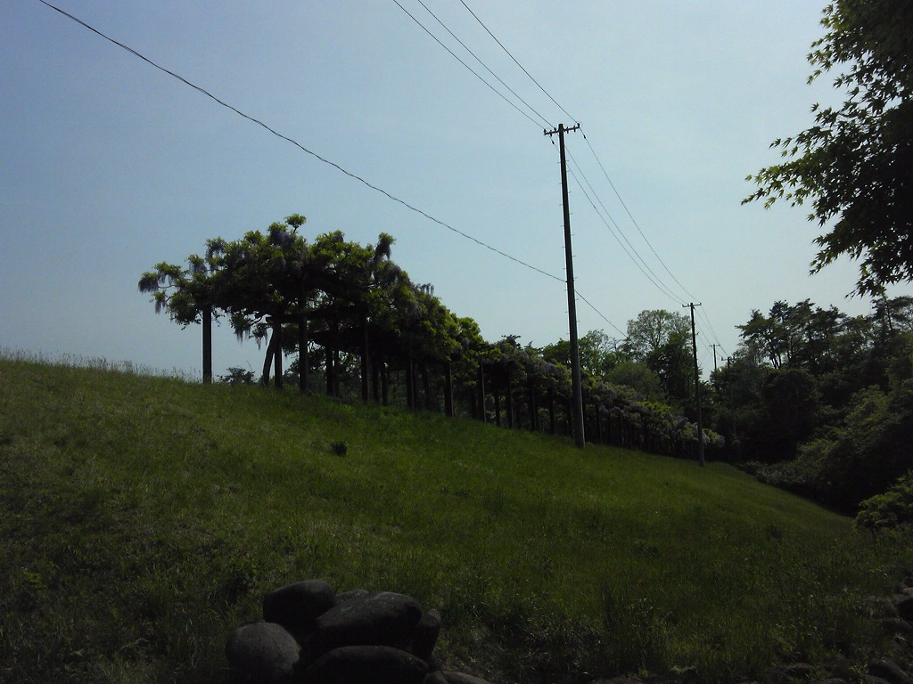 若林公園藤棚1
