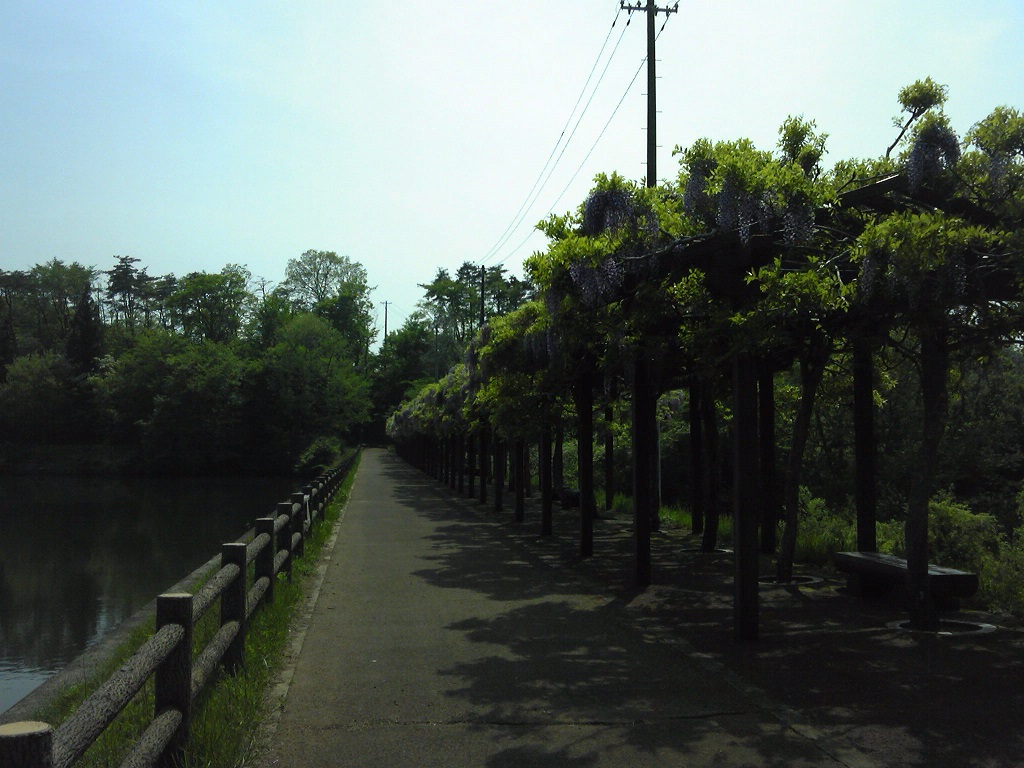 若林公園藤棚2