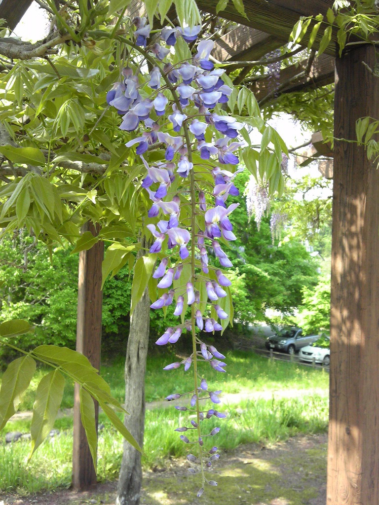 若林公園藤棚3