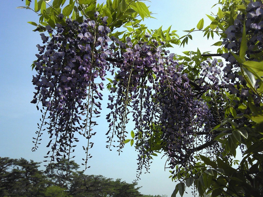 若林公園藤棚4