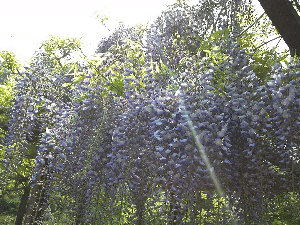 若林公園藤棚5