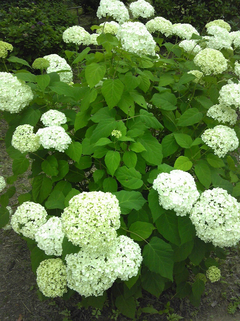 紫陽花1