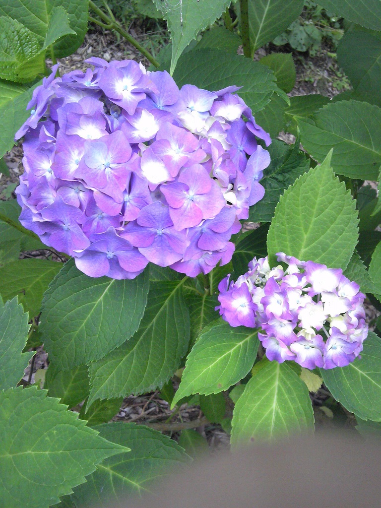 紫陽花2