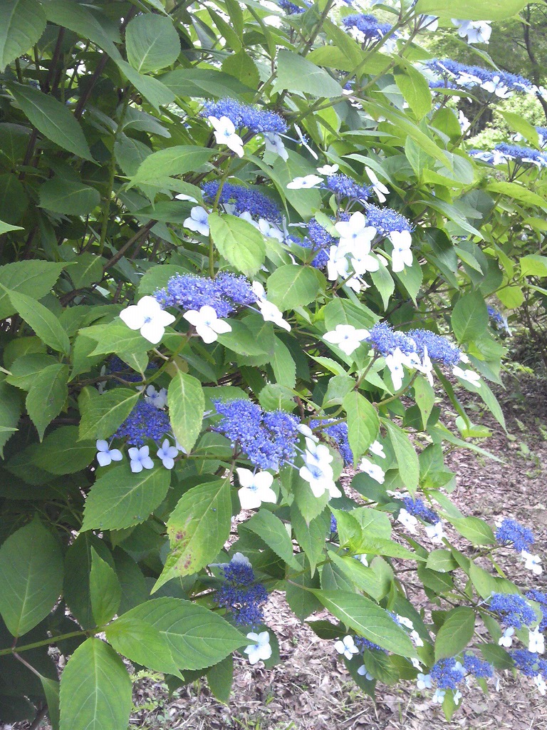 紫陽花3