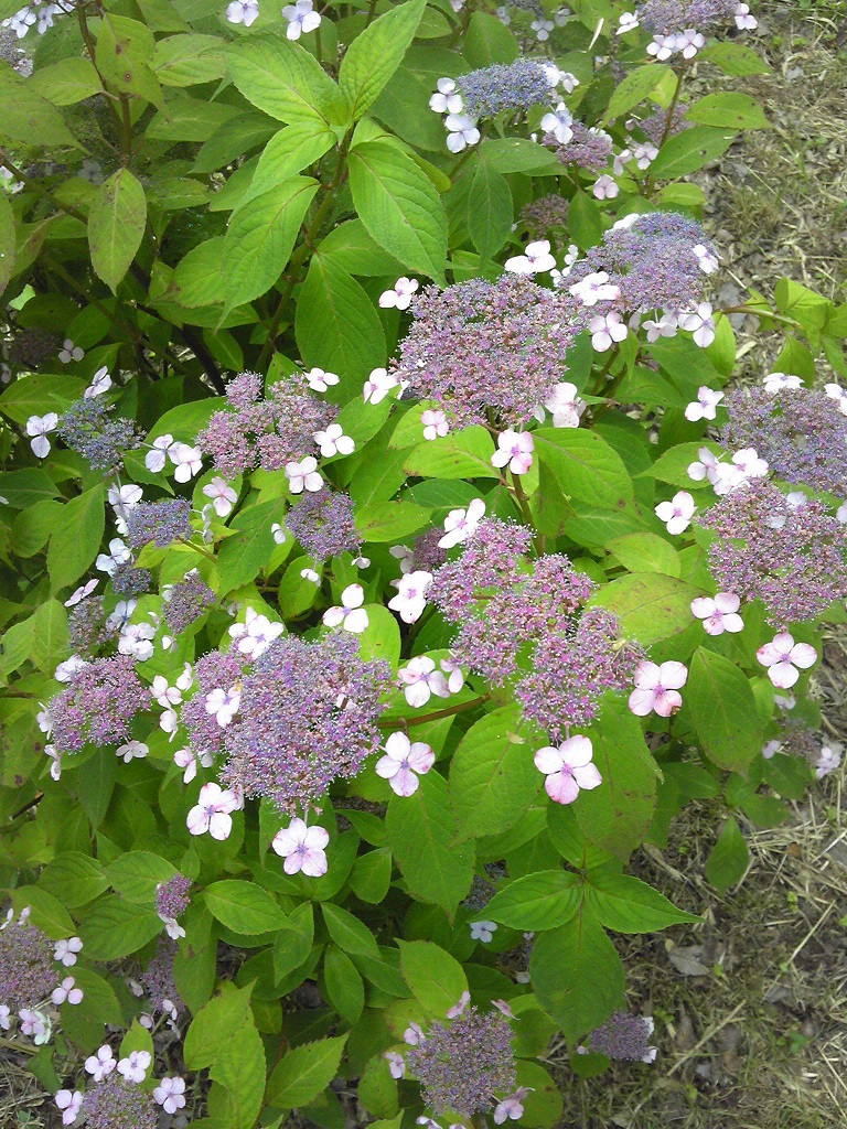 紫陽花4