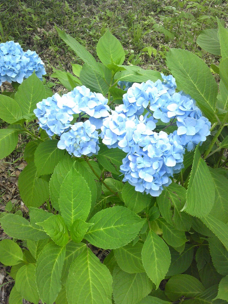 紫陽花5
