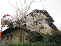 sakura