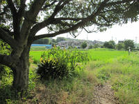 hino