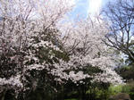 DSC00086.JPG