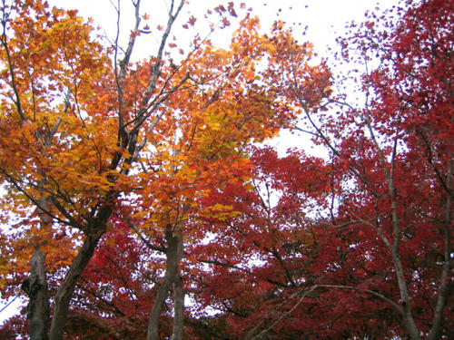 紅葉・その1