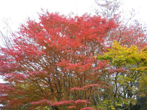紅葉・その2