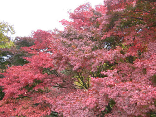 紅葉・その３