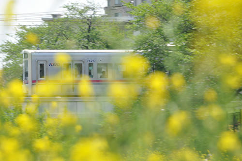 菜の花と京王線