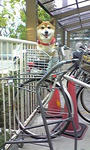 犬