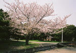 M20080412-09.jpg