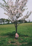 20080412-24.jpg