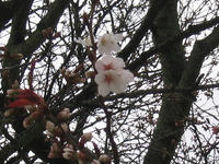 s-s-IMG_8954.jpg