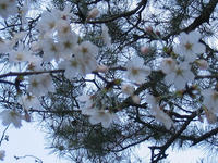 s-s-IMG_8968.jpg