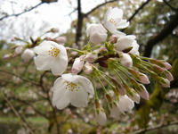 s-DSC05502.jpg