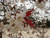 s-s-DSC05576.jpg