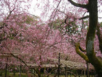 s-DSC05694.jpg