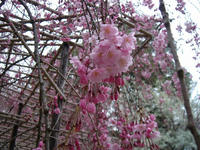 s-DSC05703.jpg