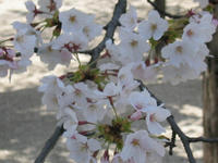 s-s-IMG_9039.jpg