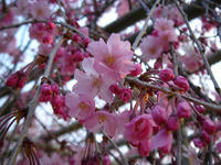 s-DSC05754.jpg