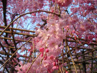s-DSC05777.jpg