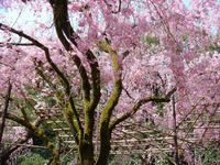 s-DSC05787.jpg