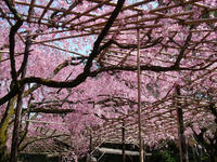s-DSC05788.jpg