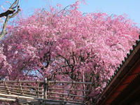 s-s-IMG_9043.jpg