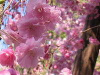 s-s-IMG_9049.jpg