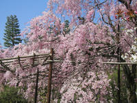s-s-IMG_9072.jpg