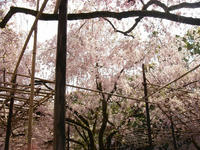 s-DSC05882.jpg