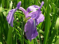 s-P4300226.jpg