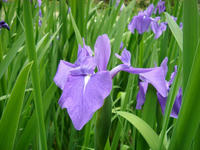 s-DSC06033.jpg