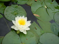 s-DSC06041.jpg
