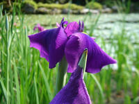 s-DSC06077.jpg