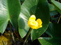 s-DSC06080.jpg
