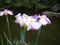 s-DSC06118.jpg