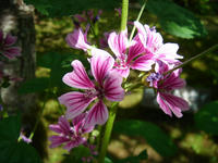 s-DSC06150.jpg