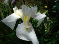 s-DSC06188.jpg
