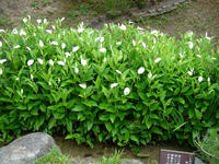s-DSC06219.jpg